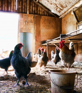 agriculture-animals-barn-840111